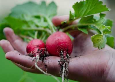 Vegetable Gardening